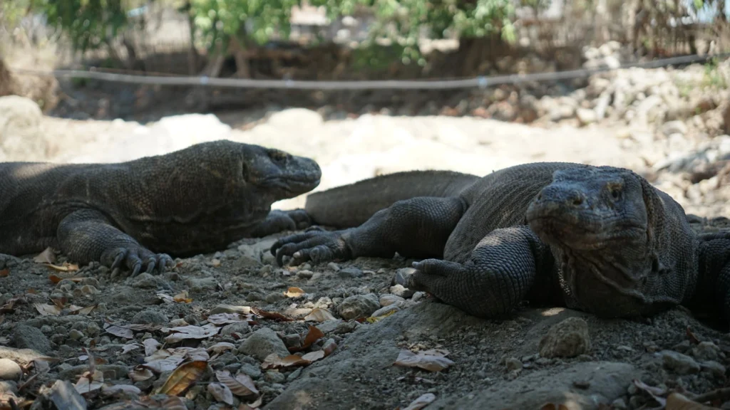 Komodo Island